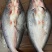 干冰开背鱼厂家直销20斤一箱。8-15条规格齐全