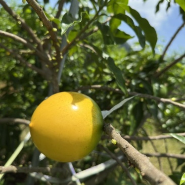 云南西双版纳黄晶果果冻口感清甜爽口按需做货