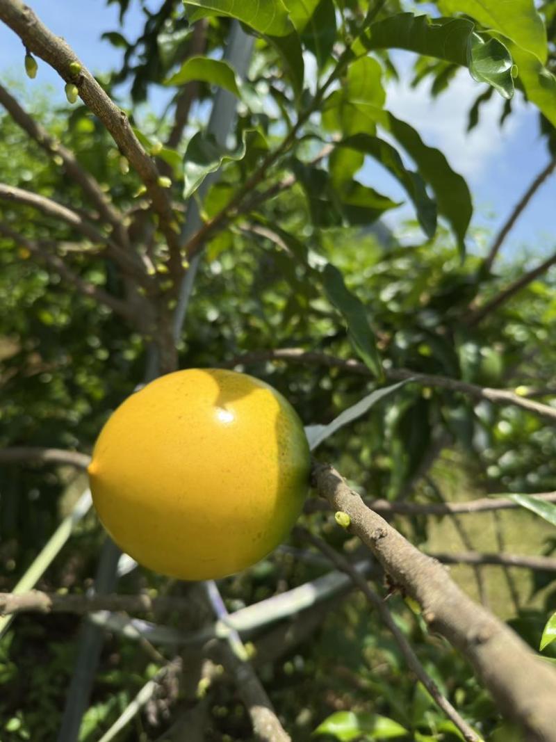 云南西双版纳黄晶果果冻口感清甜爽口按需做货