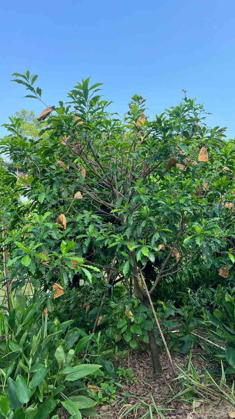 云南西双版纳黄晶果果冻口感清甜爽口按需做货
