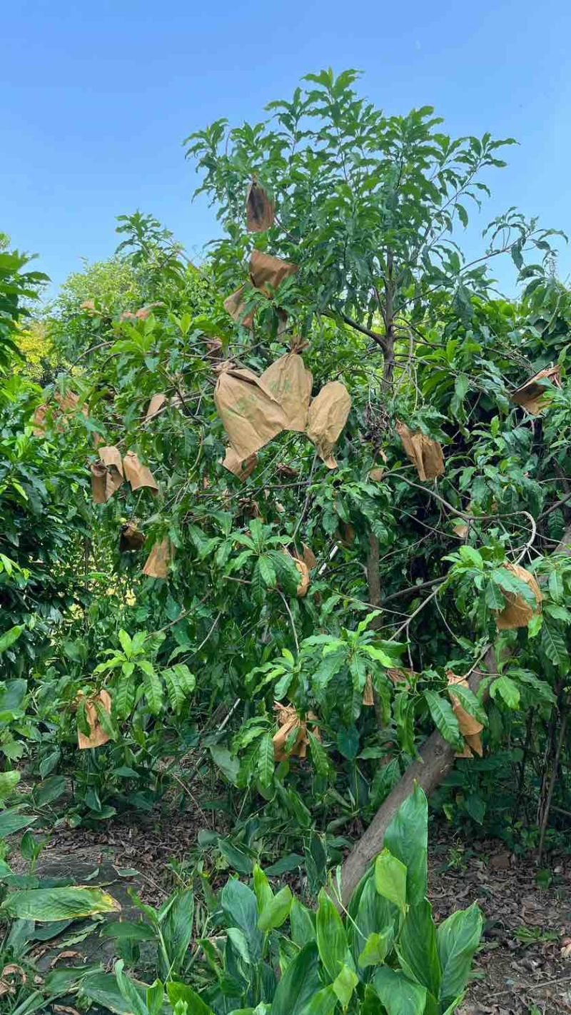 云南西双版纳黄晶果果冻口感清甜爽口按需做货