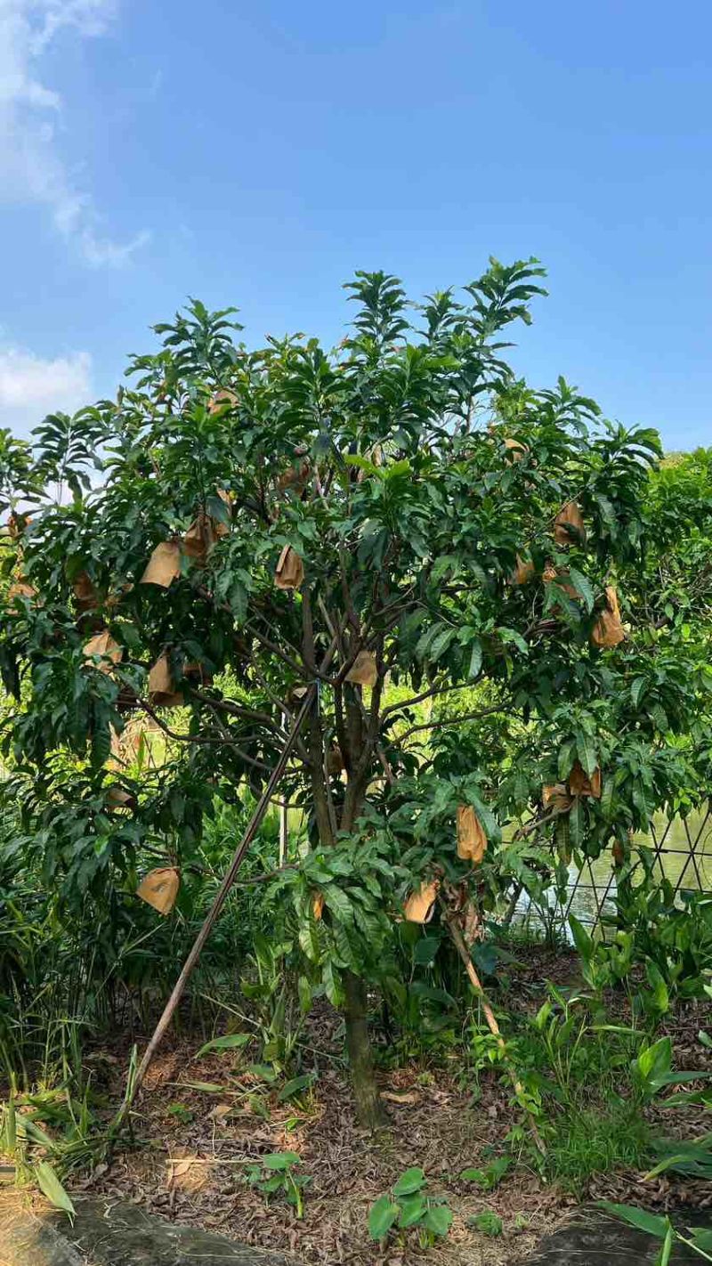 云南西双版纳黄晶果果冻口感清甜爽口按需做货