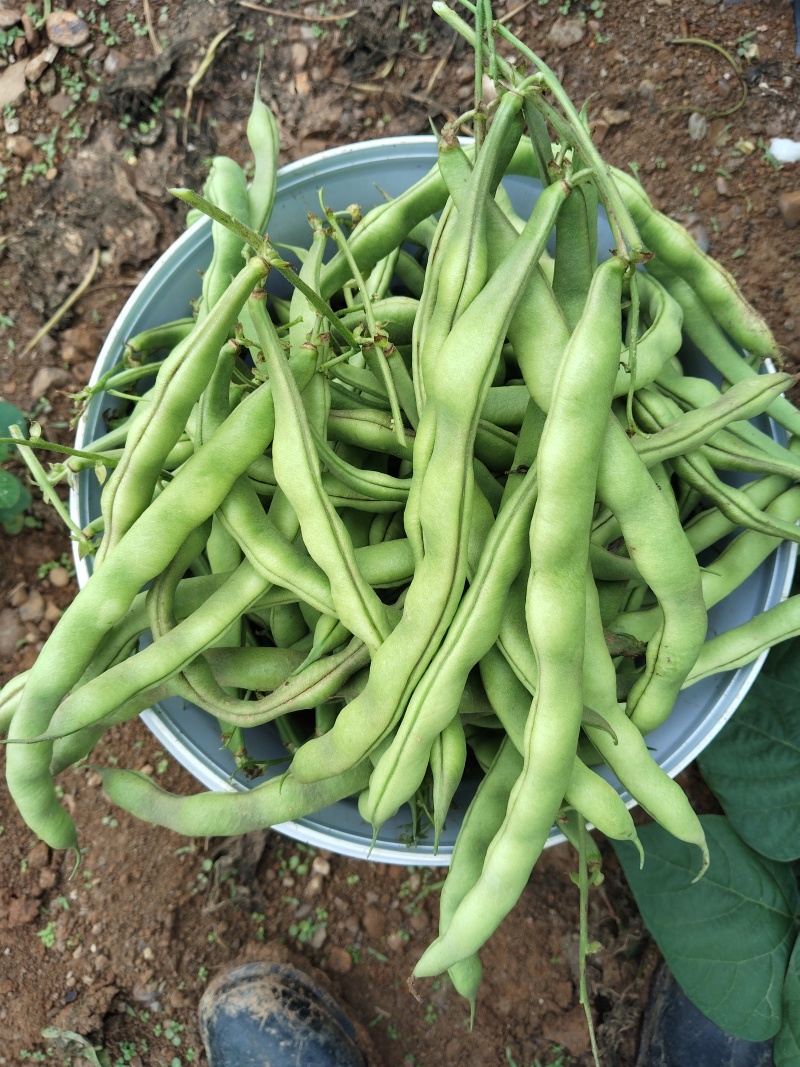 豆子个头均匀，有光泽