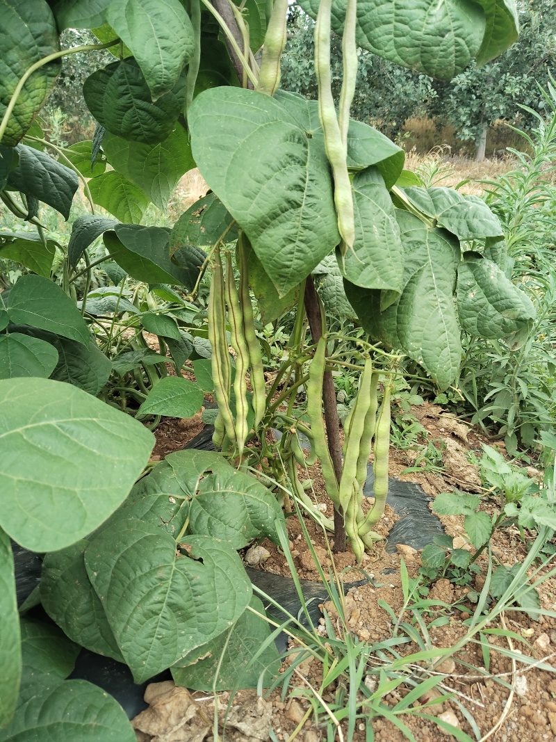 豆子个头均匀，有光泽