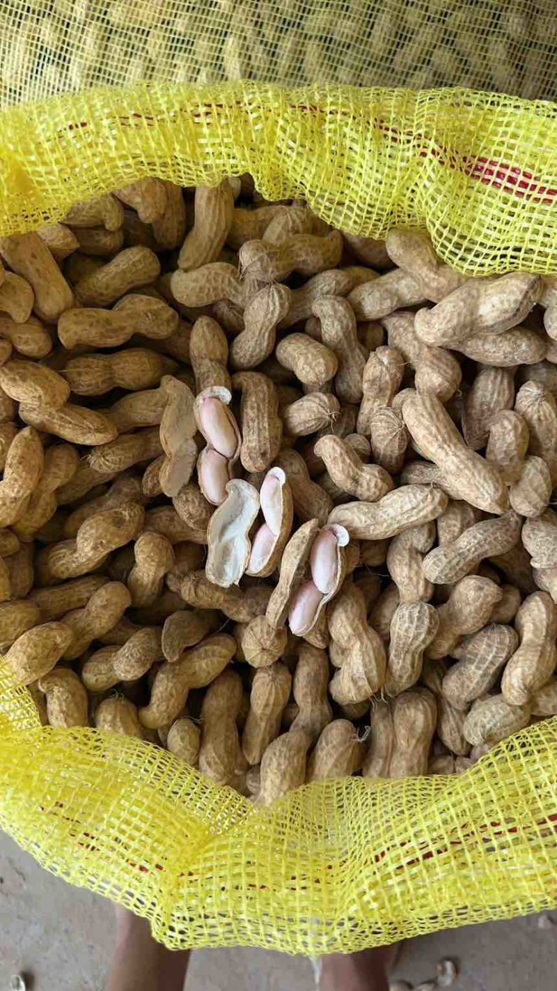 河南开封鲜花生大量供应