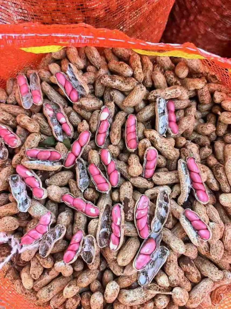 河南开封鲜花生大量供应