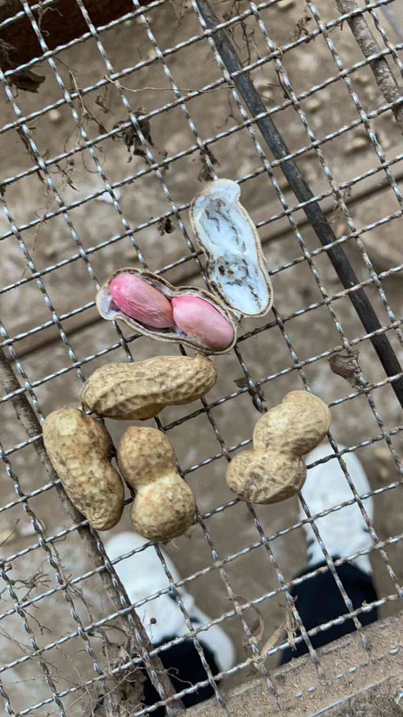 河南开封鲜花生大量供应