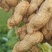 河南开封鲜花生大量供应