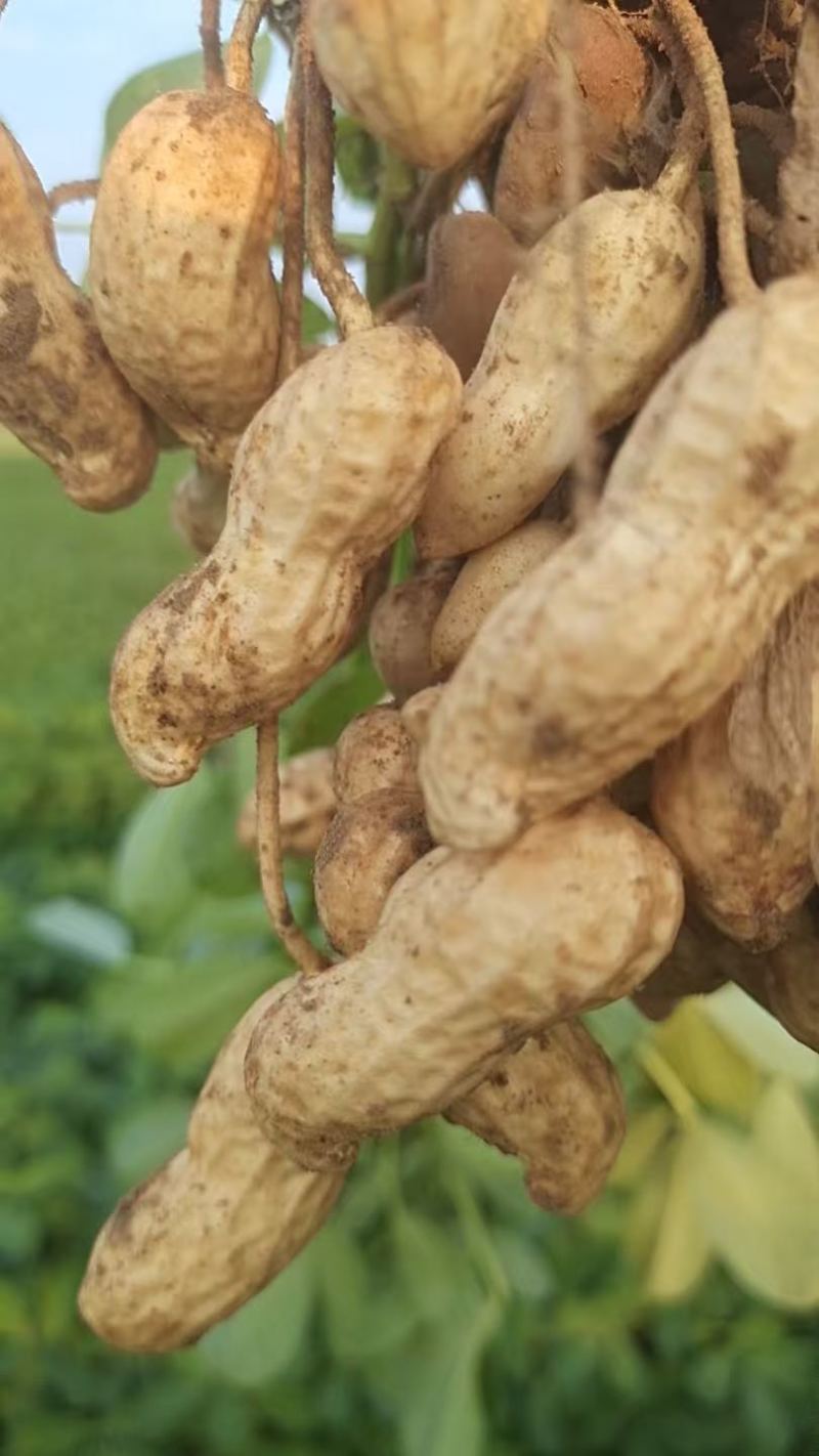 河南开封鲜花生大量供应