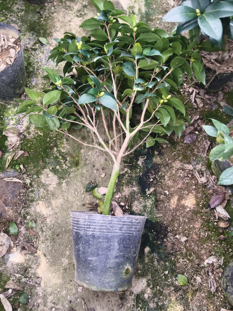 20杯香妃茶花