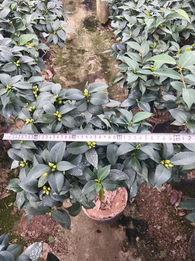 20杯香妃茶花
