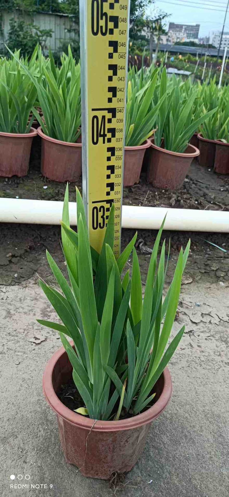 射干20-50高，基地直销，一手货源，无中间商赚差价