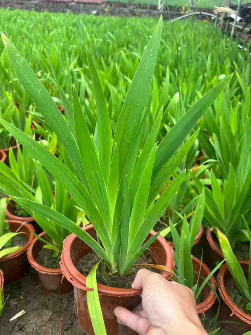 射干20-50高，7斤袋，盆苗，基地直销，一手货源，大量现货