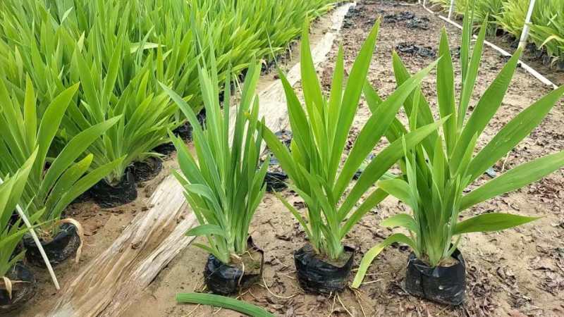 射干20-50高，7斤袋，盆苗，基地直销，一手货源，大量现货