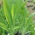 射干20-50高，7斤袋，盆苗，基地直销，一手货源，大量现货