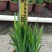 射干20-50高，7斤袋，盆苗，基地直销，一手货源，大量现货