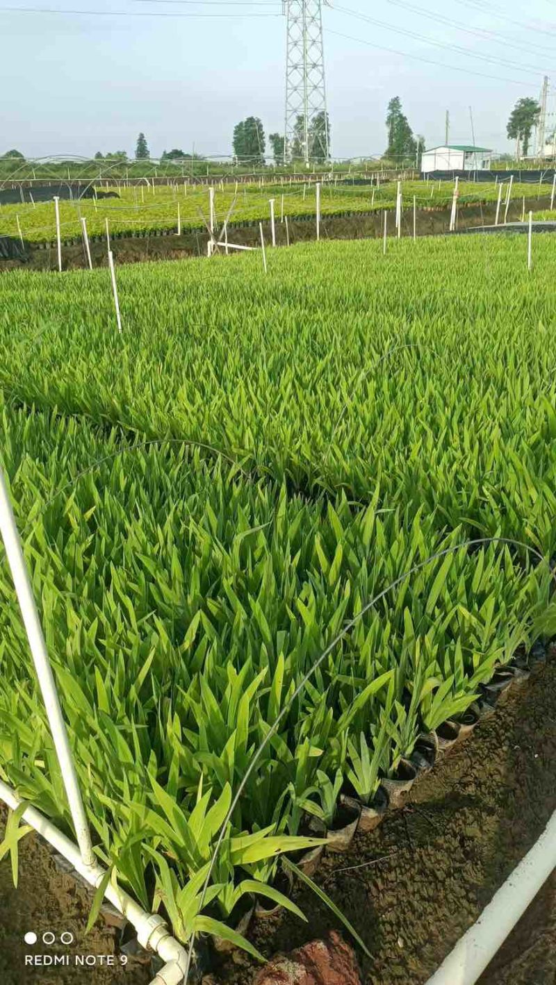 射干20-50高，7斤袋，盆苗，基地直销，一手货源，大量现货