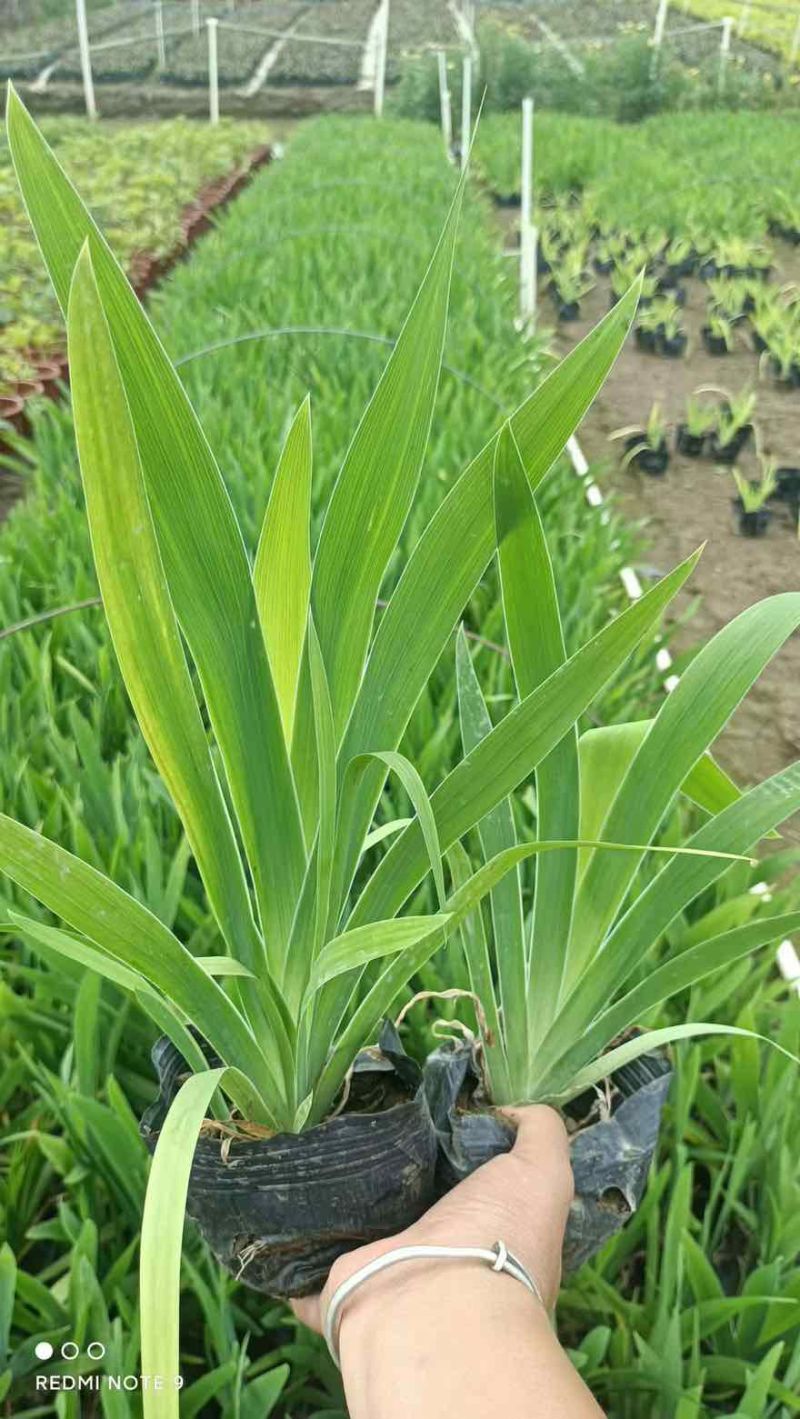 射干苗20-50高，规格齐全，基地直销，一手货源，大量出售