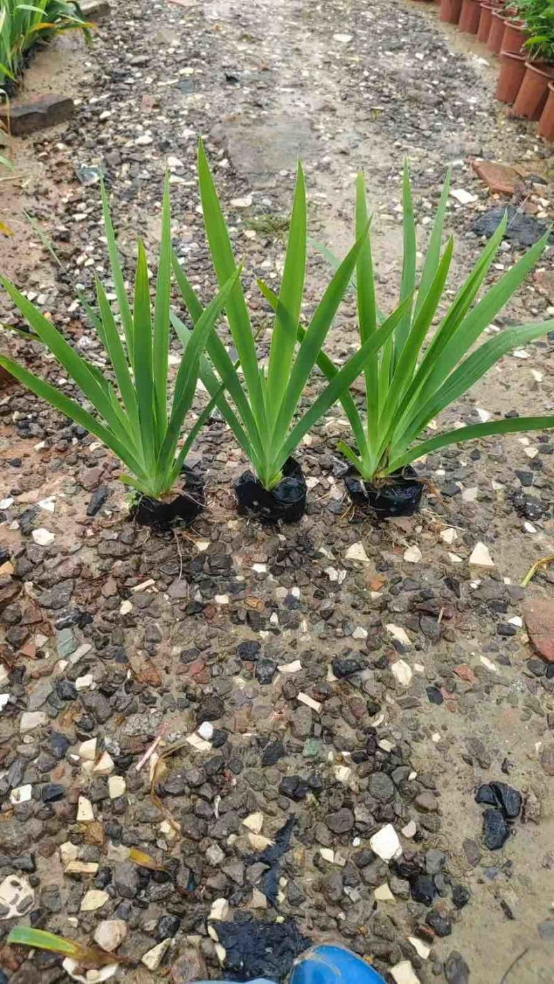 射干苗20-50高，基地直销，一手货源，规格齐全，大量现货