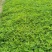 花生藤(花生草)15-30高，基地直销，一手货源，规格齐全