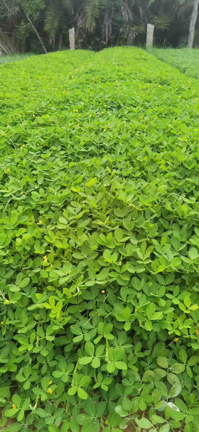 花生藤(花生草)15-30高，基地直销，一手货源，规格齐全
