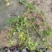 曼花生(花生藤)15-30高，基地直销，一手货源，大量现货