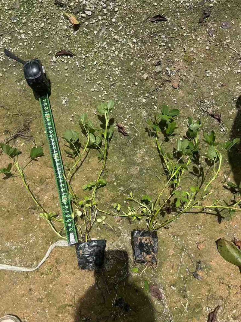 曼花生(花生藤)15-30高，基地直销，一手货源，大量现货