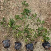 曼花生(花生藤)15-30高，基地直销，一手货源，大量现货