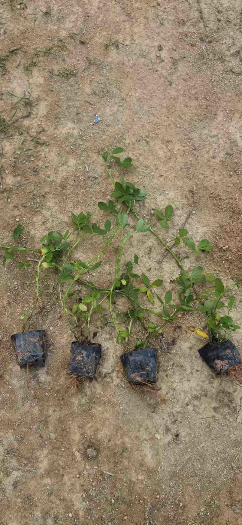 曼花生(花生藤)15-30高，基地直销，一手货源，大量现货
