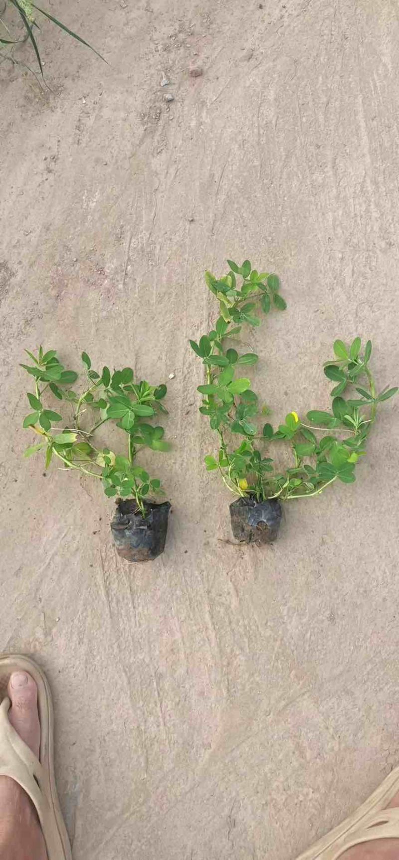花生草(花生藤)10-30高，基地直销，一手货源，规格齐全