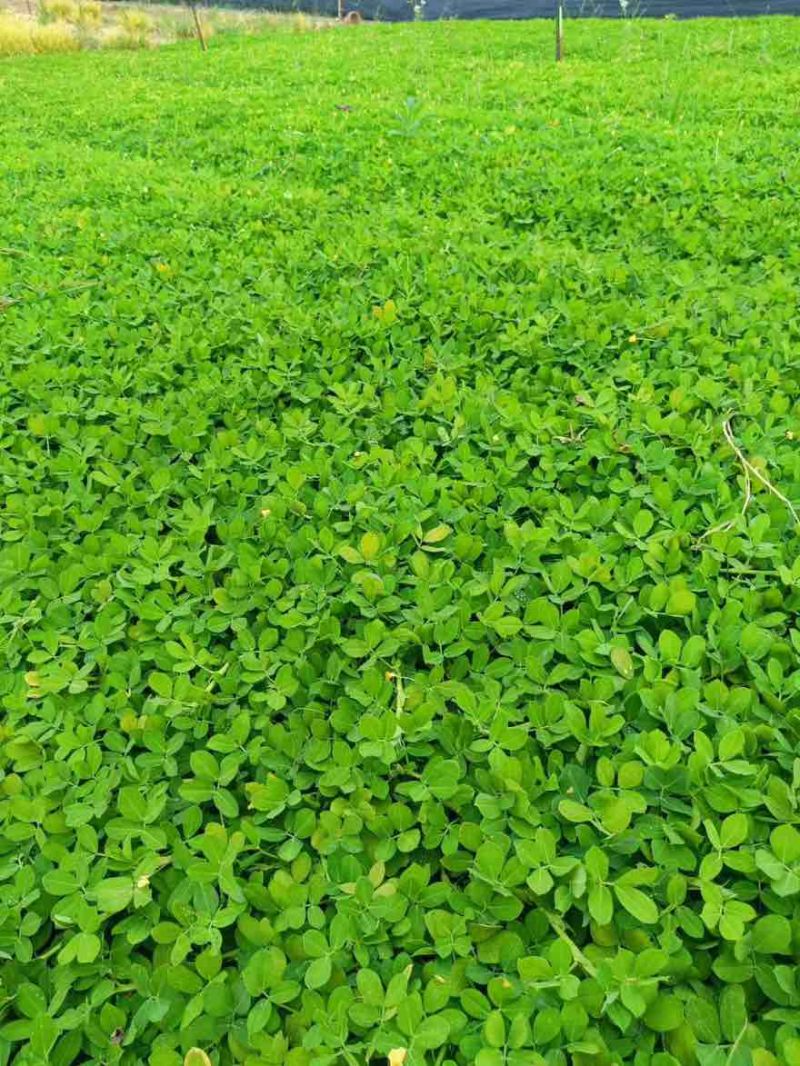 花生草(花生藤)10-30高，基地直销，一手货源，规格齐全