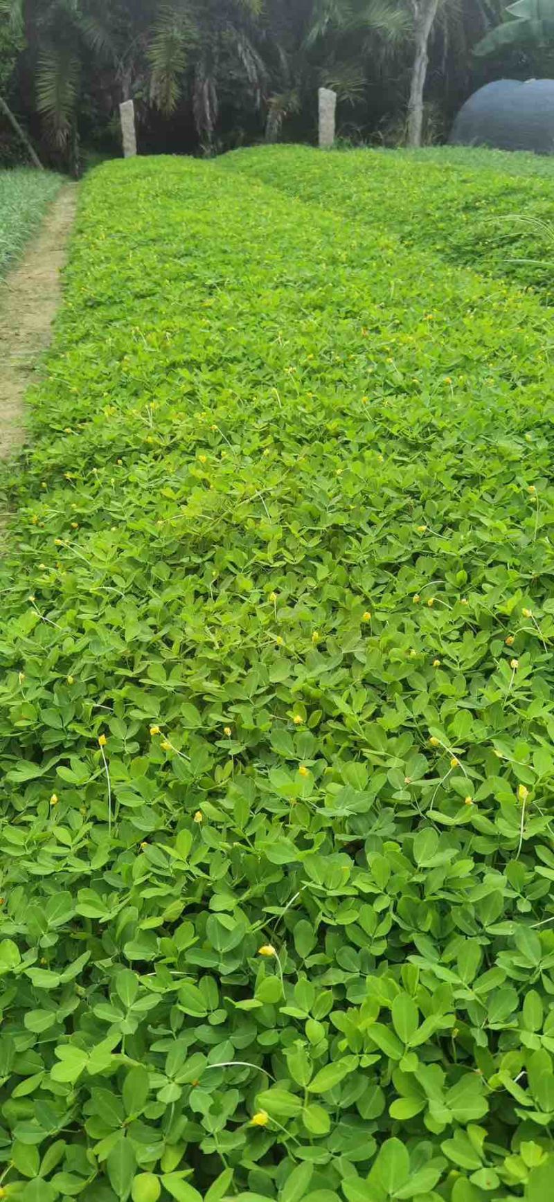 花生草(花生藤)10-30高，基地直销，一手货源，规格齐全