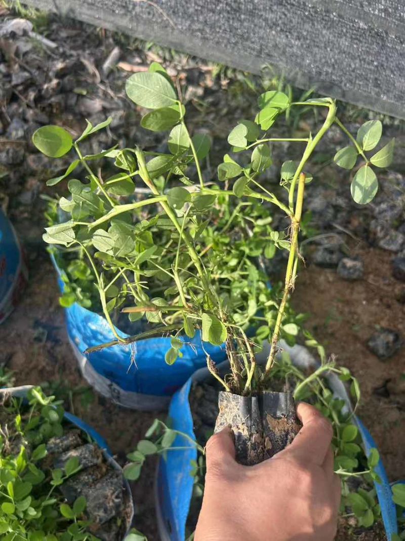 花生草(花生藤)10-30高，基地直销，一手货源，规格齐全