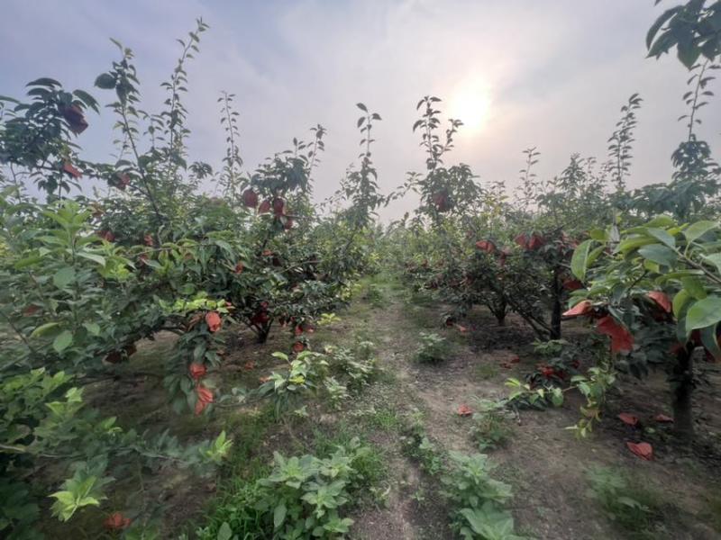 梨自家果园附近来批发还有半个来月就可以卖了价格详谈