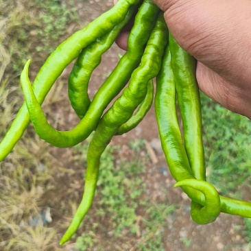 红辣椒🌶️🌶️🌶️🌶️量大，有需要的老板吗？