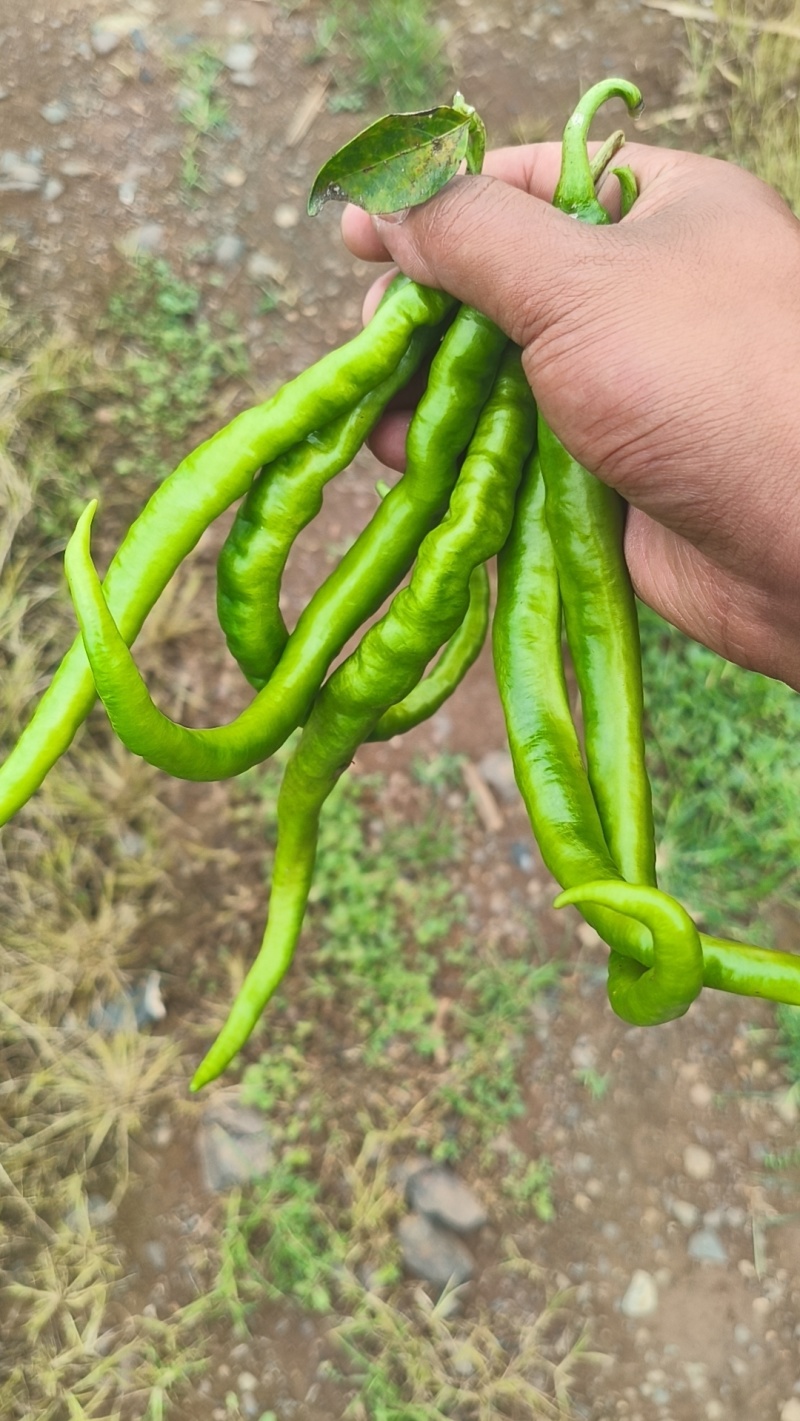 红辣椒🌶️🌶️🌶️🌶️量大，有需要的老板吗？