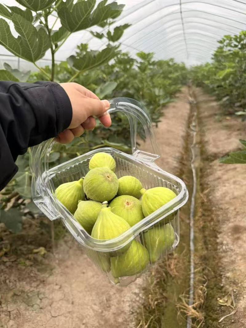 青皮无花果鲜果软糯蜜甜