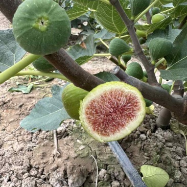 青皮无花果鲜果软糯蜜甜
