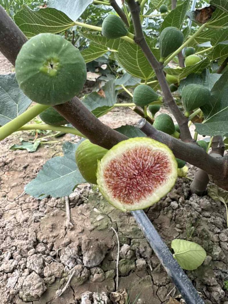 青皮无花果鲜果软糯蜜甜