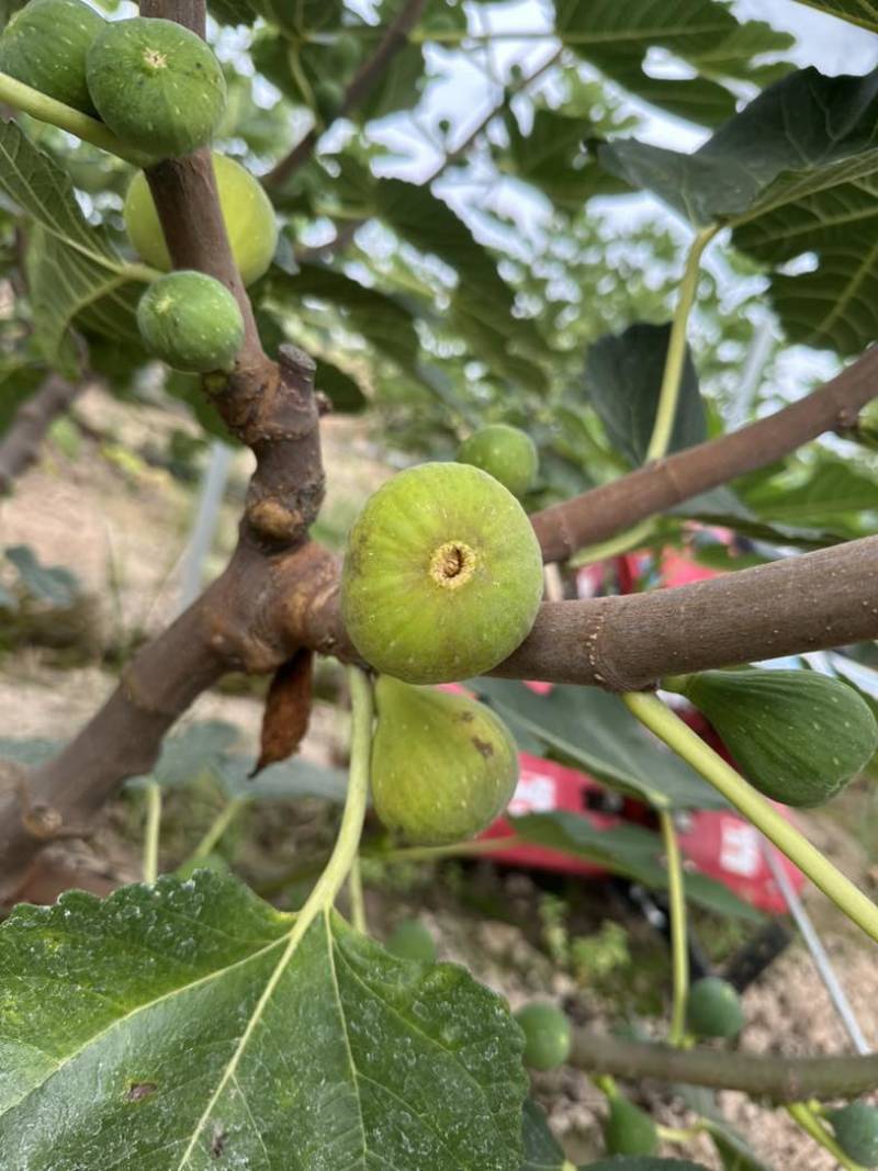 青皮无花果鲜果软糯蜜甜