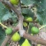 青皮无花果鲜果软糯蜜甜