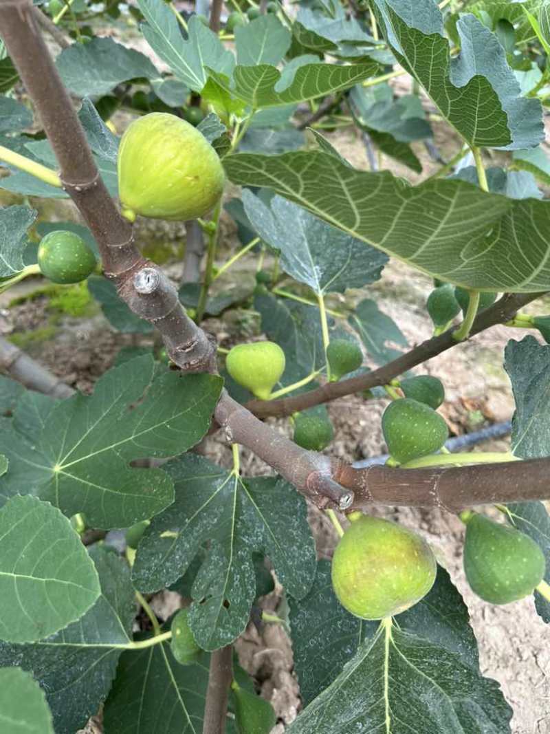 青皮无花果鲜果软糯蜜甜