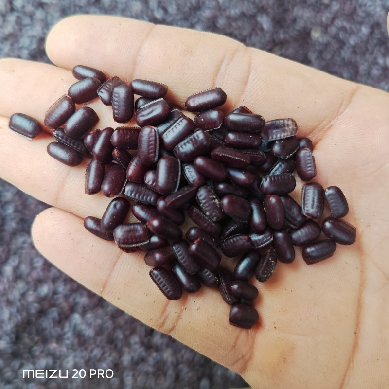 美洲大蠊优质卵鞘