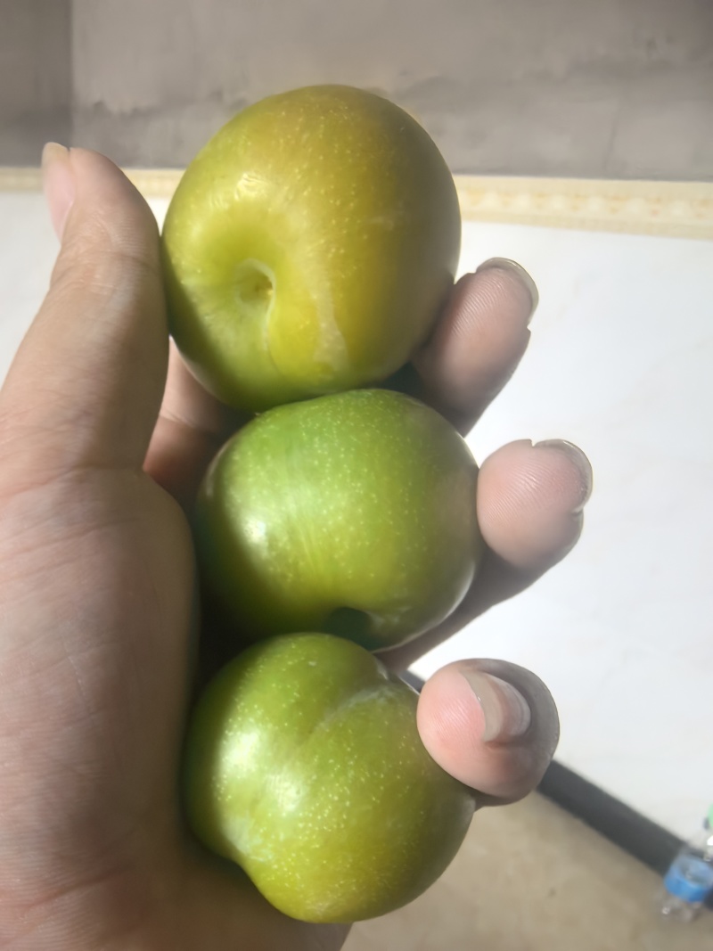 云南清脆李，自家种的