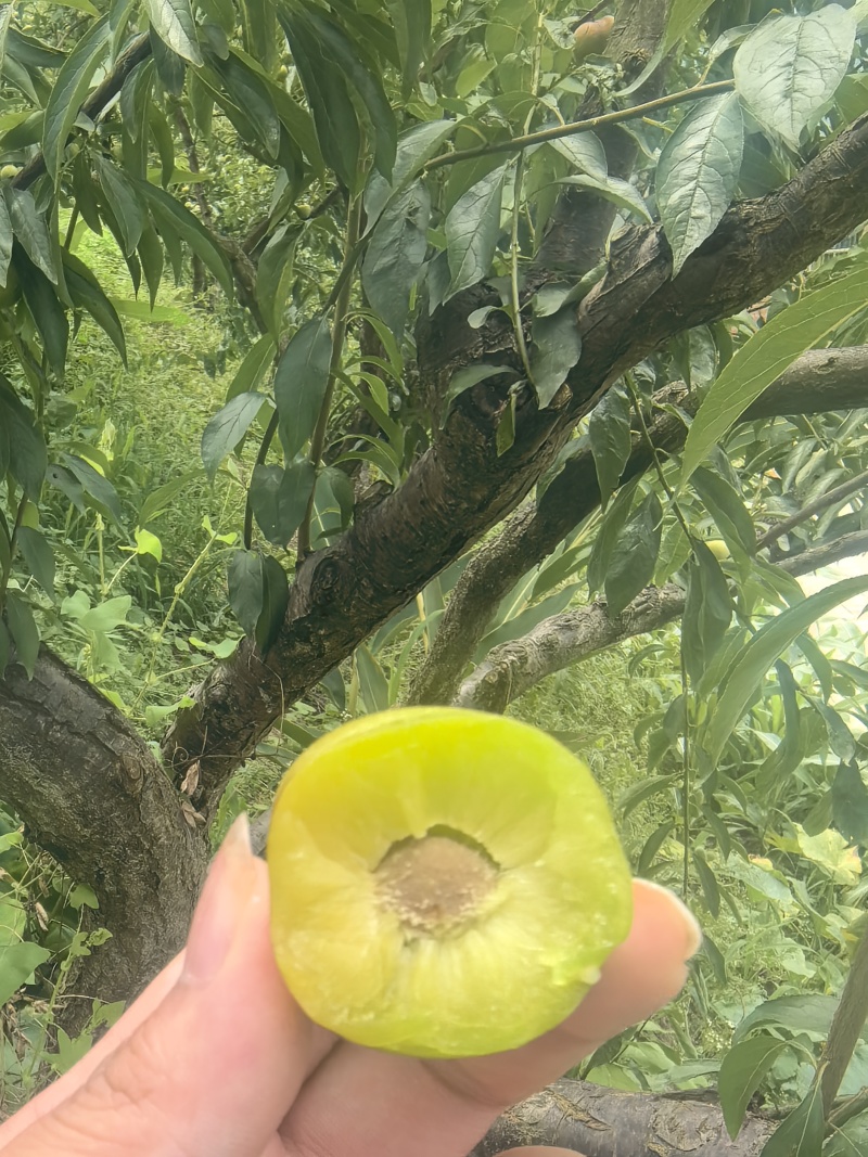 云南清脆李，自家种的
