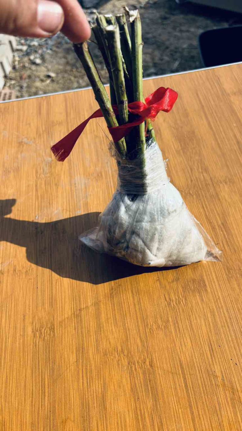 新鲜艾根苗包活
