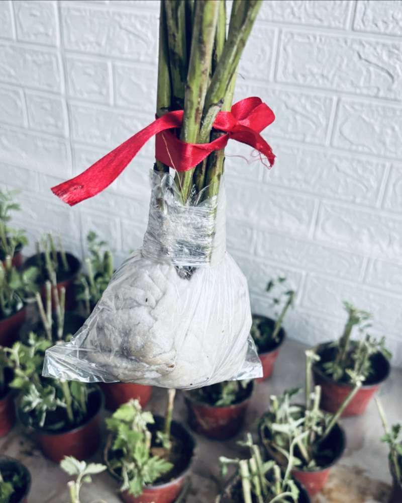 新鲜艾根苗包活高度5-15公分