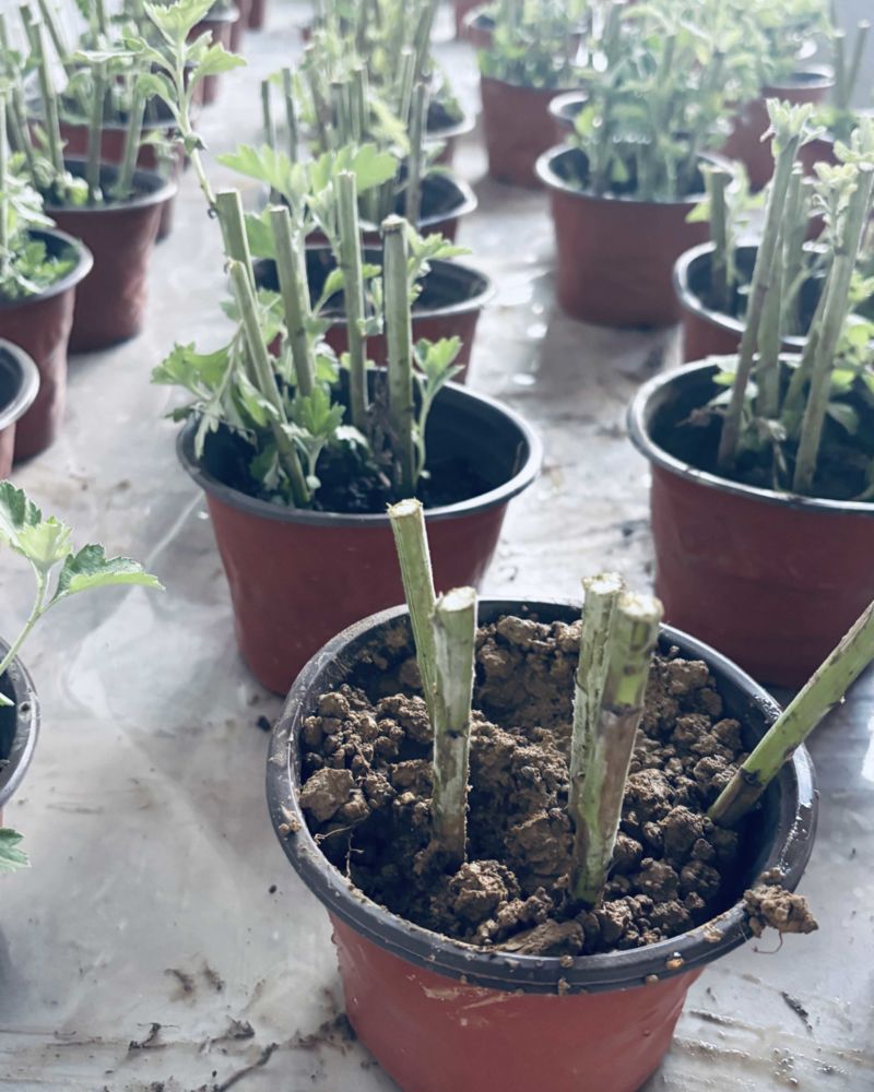 新鲜艾根苗包活高度5-15公分