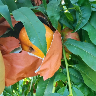 中蟠十一