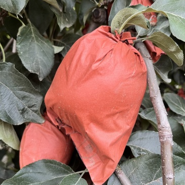 自家种植华硕苹果